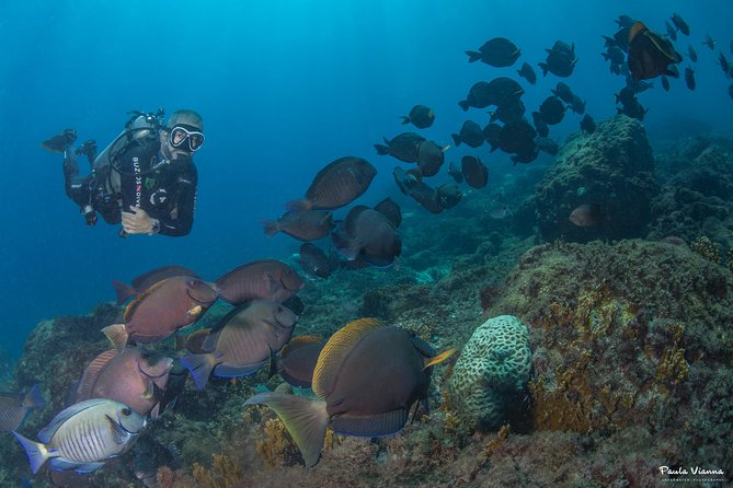 Diving for Beginners and Accredited - Búzios RJ - Price and value: $100 base cost plus realistic extras