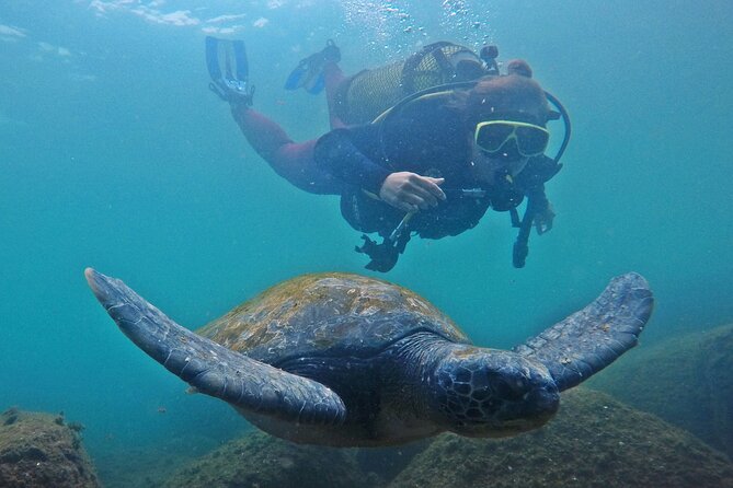 Diving with Turtles in Floripa - The morning schedule, step by step (and why it works)