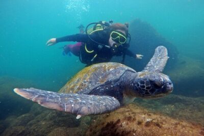 Diving with Turtles in Floripa