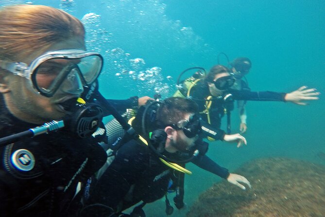 Diving with Turtles in Floripa - What you can realistically see: turtles and lots of fish