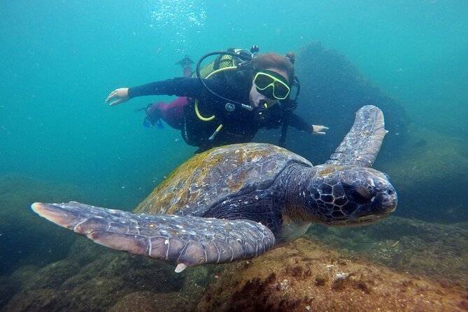 Diving with Turtles in Floripa - Price and value: what your $97.82 gets you