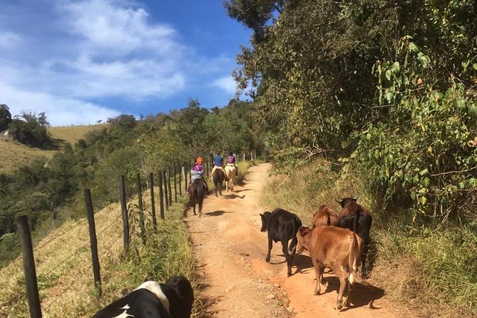 Exclusive Horse Experience with Pic-nic at Belvedere - Serra da Bocaina National Park: the ride-up and the view moment