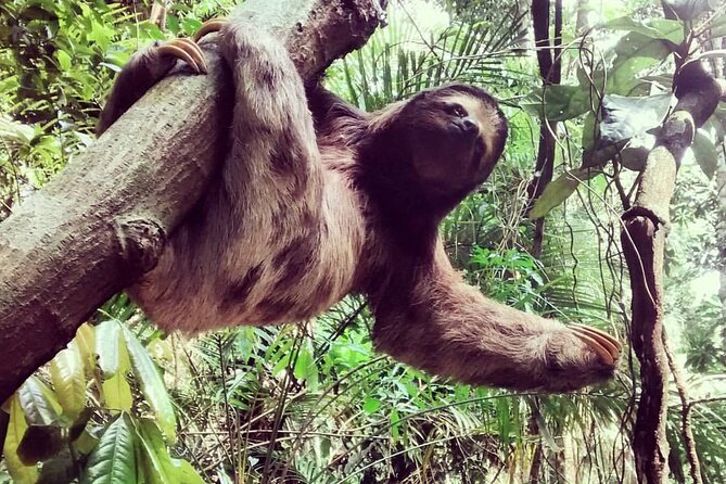 Explore the Best of Tijuca Forest - Hike to Peaks, Caves & Falls - Stop 2: Parque Nacional da Tijuca for the rainforest core of the day