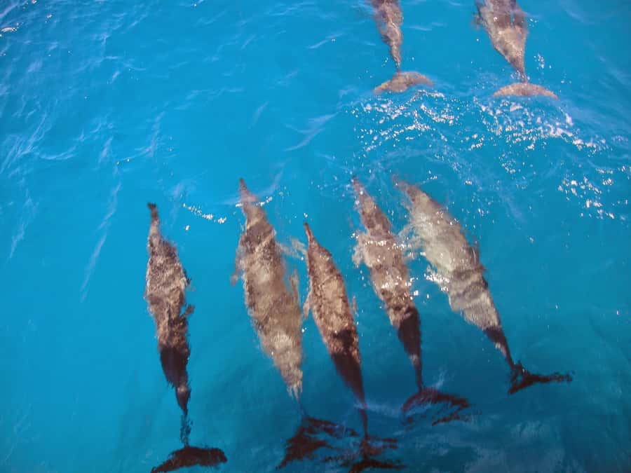 Fernando de Noronha: Catamaran Tour with meal and transfer - Morro do Pico and the Portal sea-window views