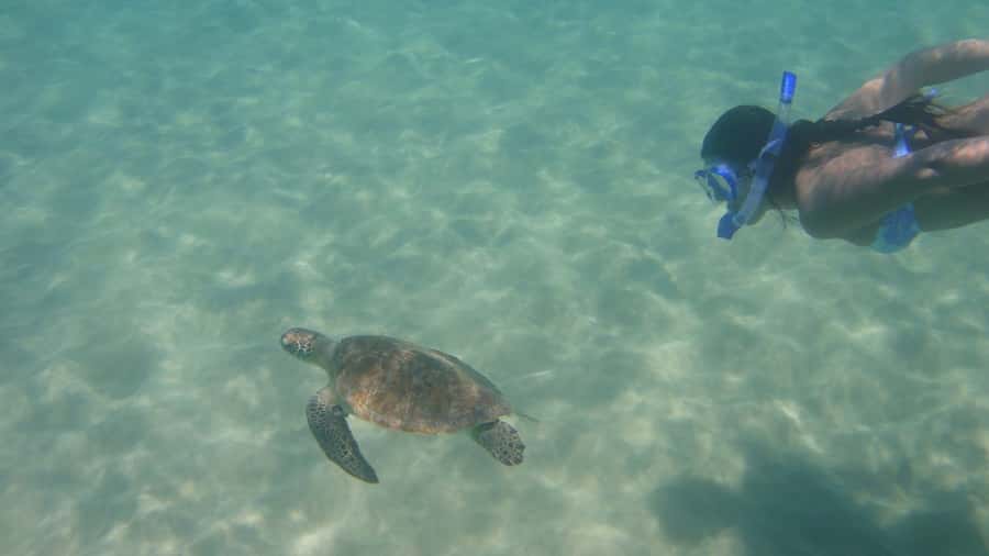 Fernando de Noronha: Catamaran Tour with meal and transfer - Dolphin Bay, Ponta da Sapata, and what dolphin sightings mean here