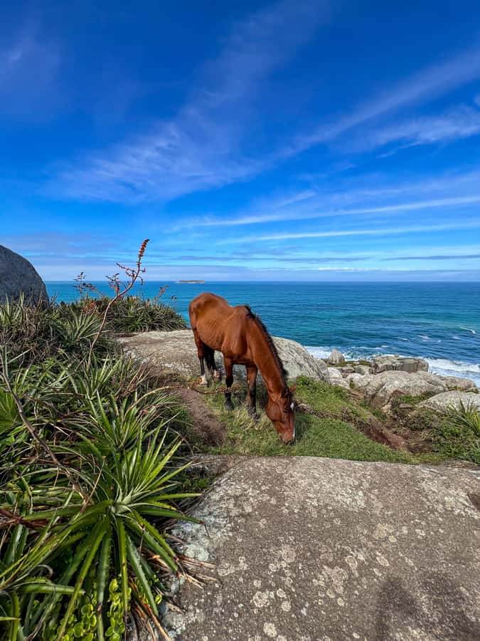 Florianopolis: Gravata Beach Trail with Picnic - Key highlights I’d plan around