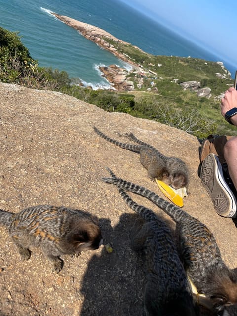 Florianopolis: Gravata Beach Trail with Picnic - What to Bring for a Smooth Forest and Beach Day