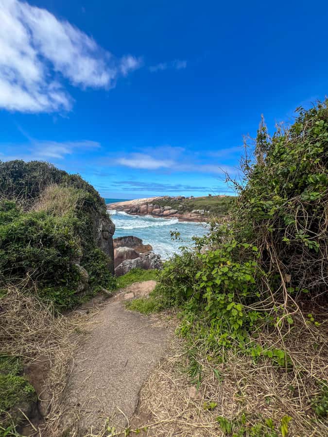 Florianopolis: Gravata Beach Trail with Picnic - Walking the Atlantic Forest: Wildlife, Plants, and Real Local Explanations