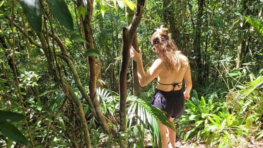 Florianopolis: Lagoinha do Leste Natural Park Hike - The Atlantic Forest Trail: Wildlife, Flora, and the Real Workout
