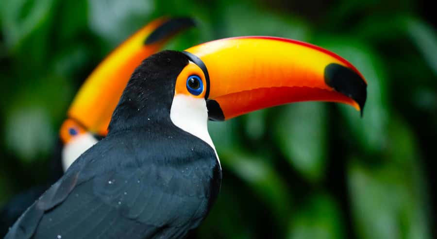 Foz do Iguaçu: Bird Park Tour with Tickets - Key Things I Found Most Useful About This Bird Park Tour