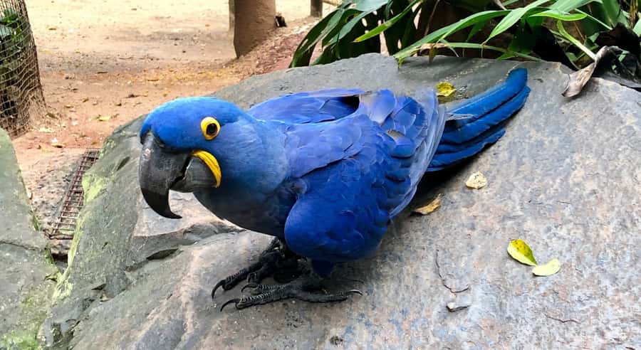 Foz do Iguaçu: Bird Park Tour with Tickets - First Step: Getting From Your Hotel to Parque das Aves in Foz do Iguaçu