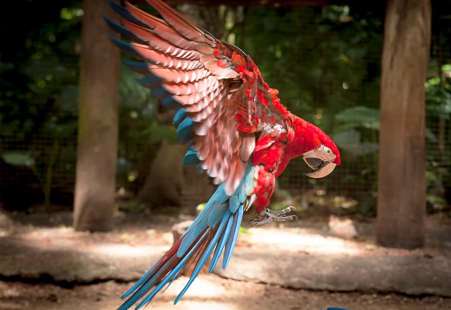 Foz do Iguaçu: Bird Park Tour with Tickets - What to Bring, What Not to Bring, and What to Expect On Arrival