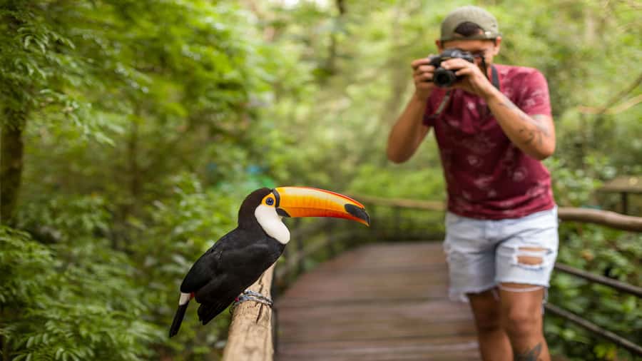Foz do Iguaçu: Brazilian Side of the Falls + Bird Park - Paying for Brazilian Falls Admission Before You Enter