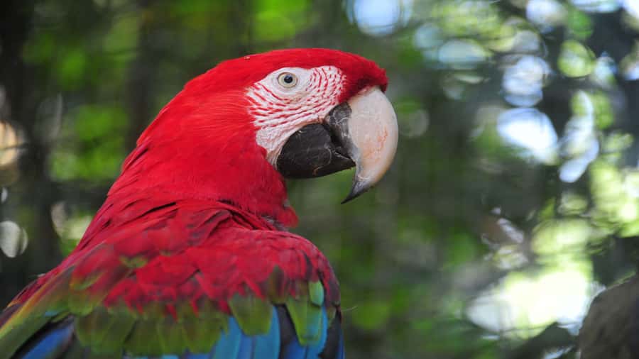 Foz do Iguaçu: Brazilian Side of the Falls + Bird Park - Guide and Pickup: How Philippe and the Team Help You Enjoy It