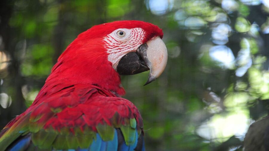 Foz do Iguaçu: Brazilian Side of the Falls + Bird Park - Food, Drinks, and What to Do With Your Time