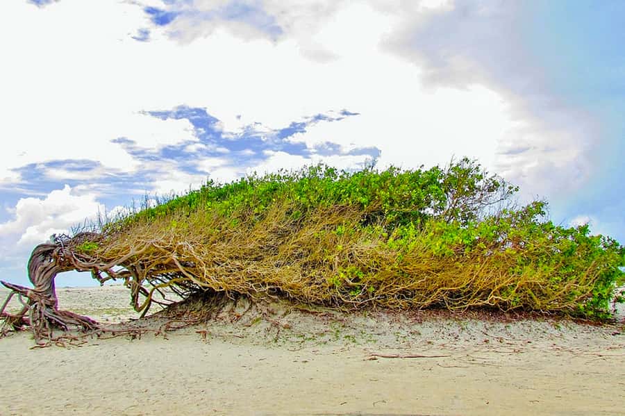 From Fortaleza: Day Trip to Jericoacoara - The 4x4 dune ride in Jeri: where the sand becomes the main attraction