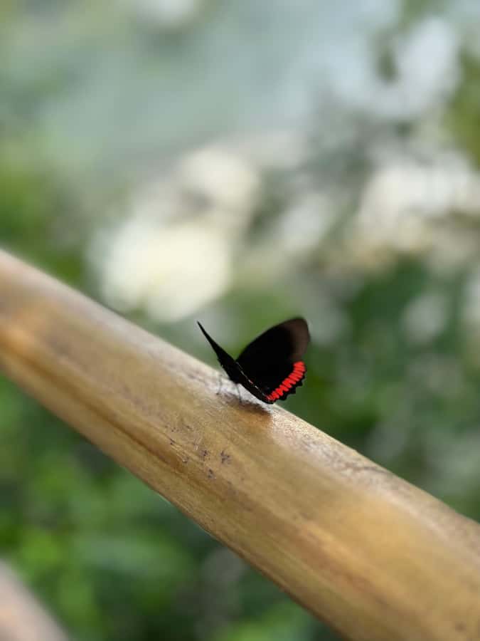 from Foz do Iguaçu: Private Tour on Argentinean Falls - How the Day Flows From Pickup to Falls, and Why Timing Matters