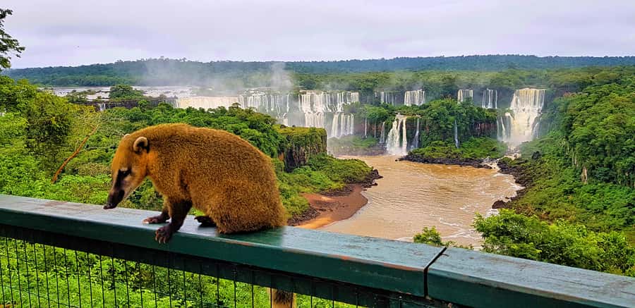 From Foz do Iguazu: Brazil Iguazu Falls & Macuco Safari Boat - Guided walk time: views, pacing, and where you might gain time