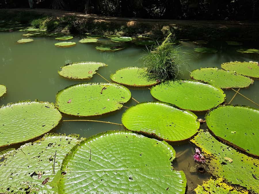 From Manaus: 3 or 4-Day Rio Negro & Anavilhanas River Cruise - Wildlife highlights that actually matter: dolphins, birds and beasts, and timing