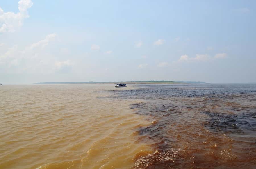From Manaus: 3 or 4-Day Rio Negro & Anavilhanas River Cruise - Day 3 on the 4-day option: canoe spotting, survival learning, monkeys, and sloths