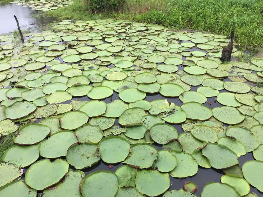 From Manuas: Full-Day River Tour - Lake With Water Lilies, Flooded Forest Ride, and Photo Time