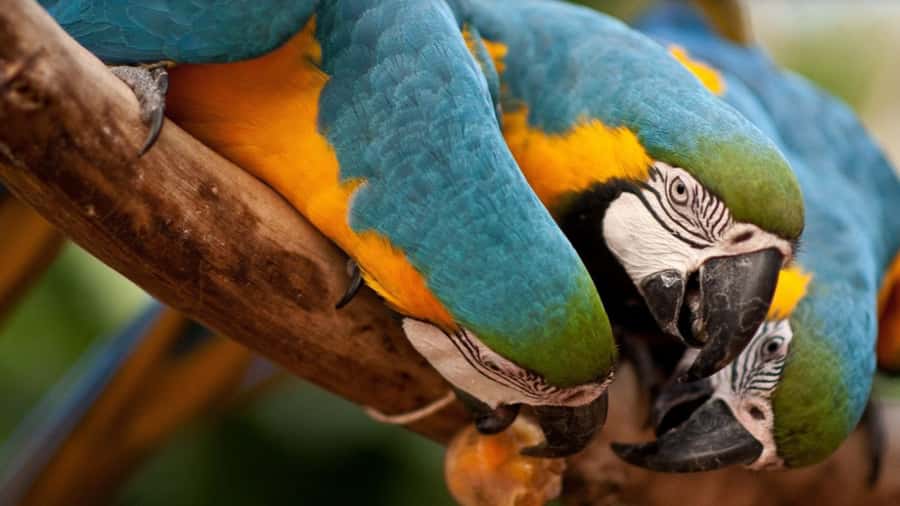 From Puerto Iguazú: Brazilian Bird Park Tour with Tickets - Getting There From Puerto Iguazú: The Border, the Van, and the Smooth Start