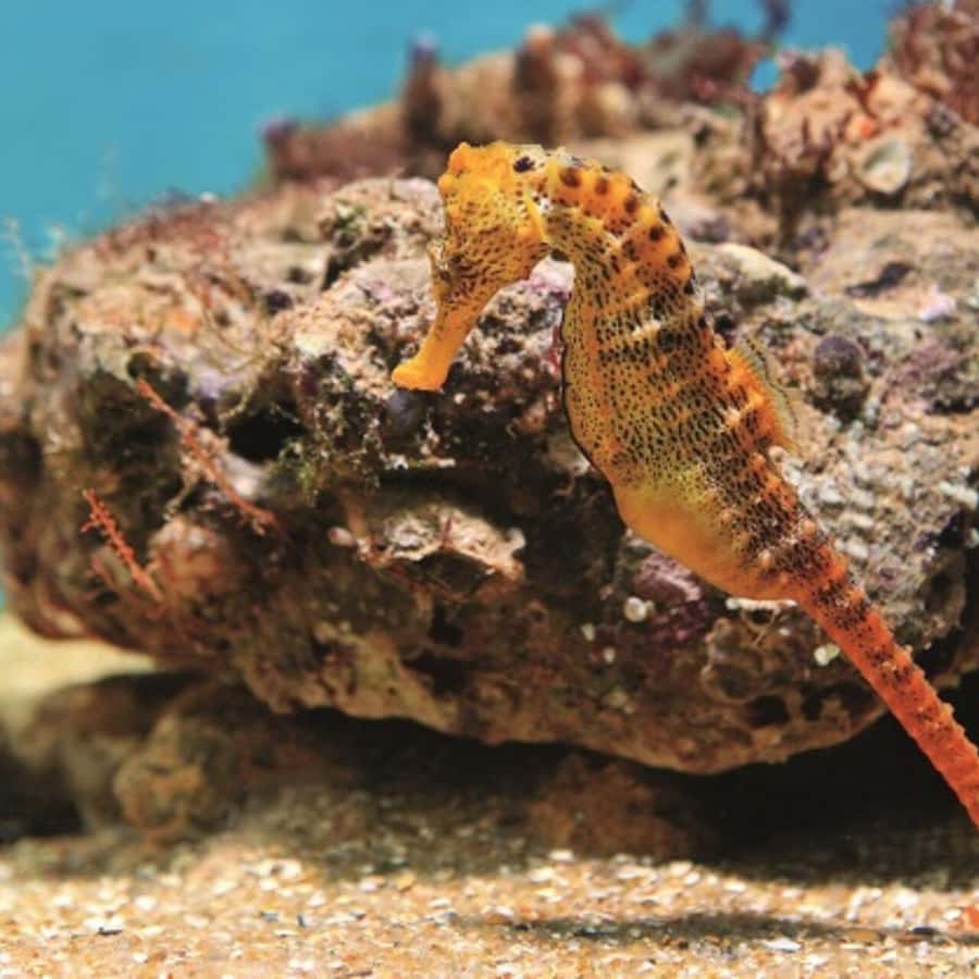 From Recife : Tour for Porto de Galinhas - Getting from Recife: air-conditioned ride, early pickup, and meeting points