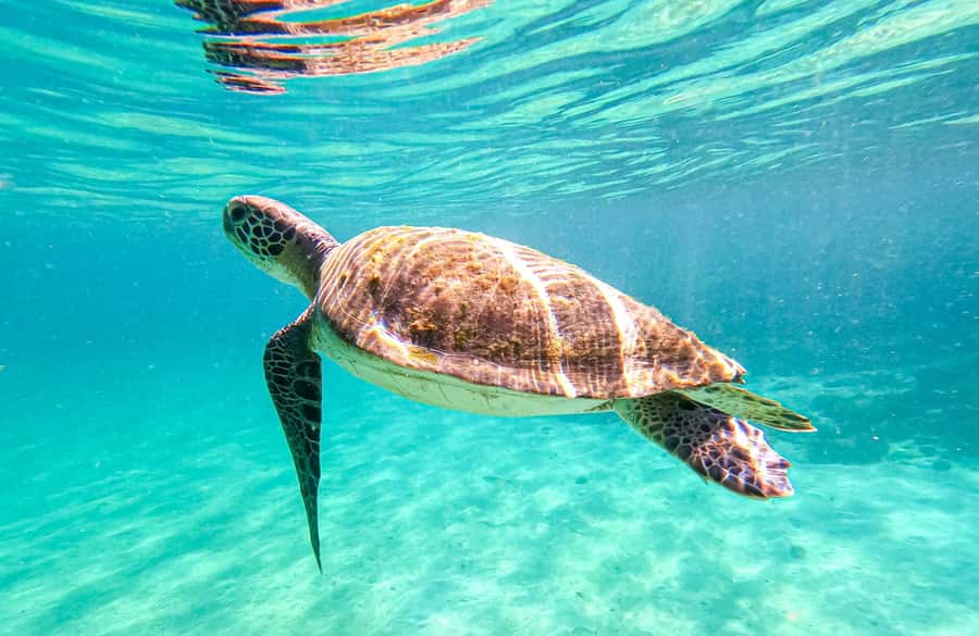 From Rio de Janeiro: Angra dos Reis & Ilha Grande Day Tour - Key things I’d circle before you book