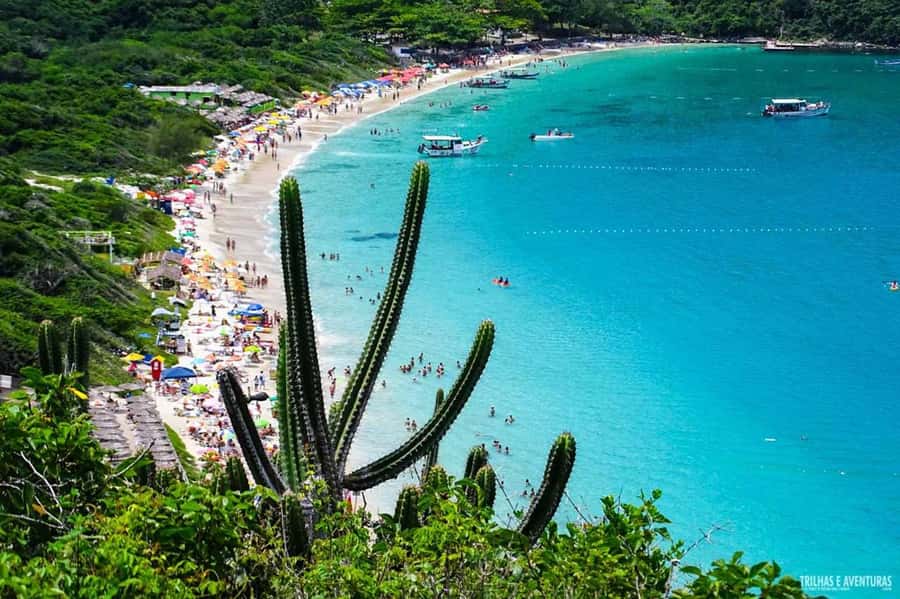 From Rio de Janeiro: Arraial do Cabo Island Day Trip - The boat tour: where the turquoise water and marine life steal the show
