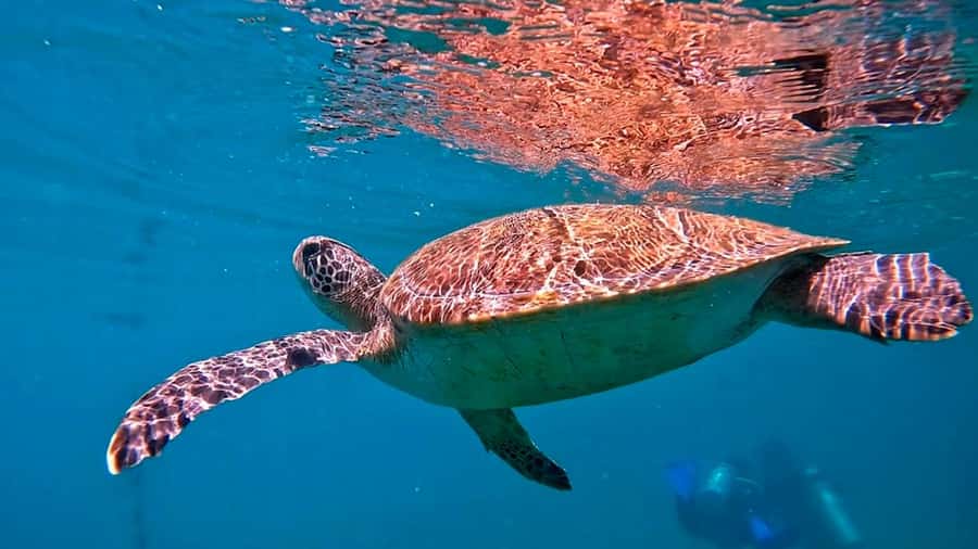 from Rio de Janeiro: Diving in Buzios - The underwater session, guided and paced around conditions