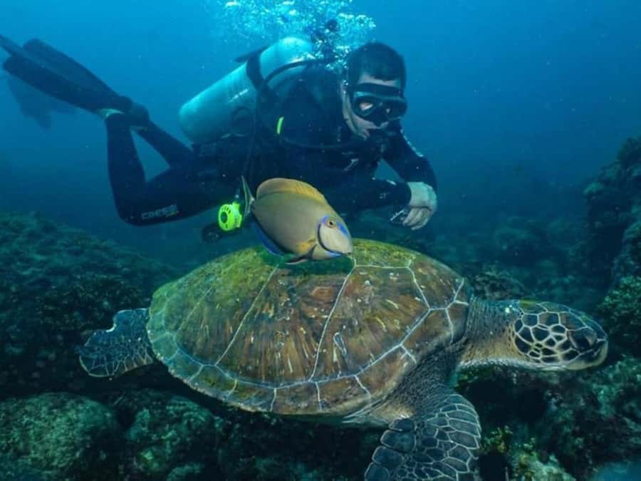 from Rio de Janeiro: Diving in Buzios - Transportation and guide support, what’s included and what to watch for