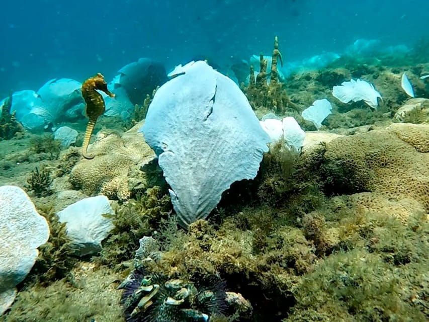 from Rio de Janeiro: Diving in Buzios - Who should book this Búzios scuba experience from Rio