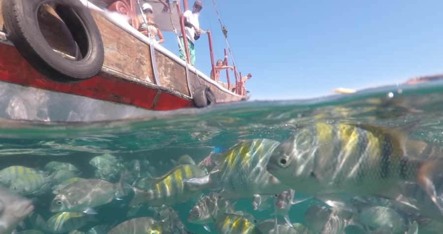 From Rio de Janeiro: Ilha Grande Day Trip - Lunch and the Fruit Table: What’s Included and How to Plan Your Energy