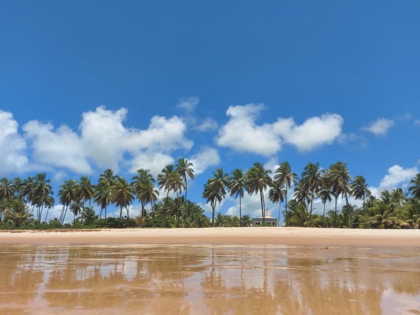 From Salvador: Praia do Forte & Guarajuba Beach Daytrip - Accessibility and Comfort on the Route