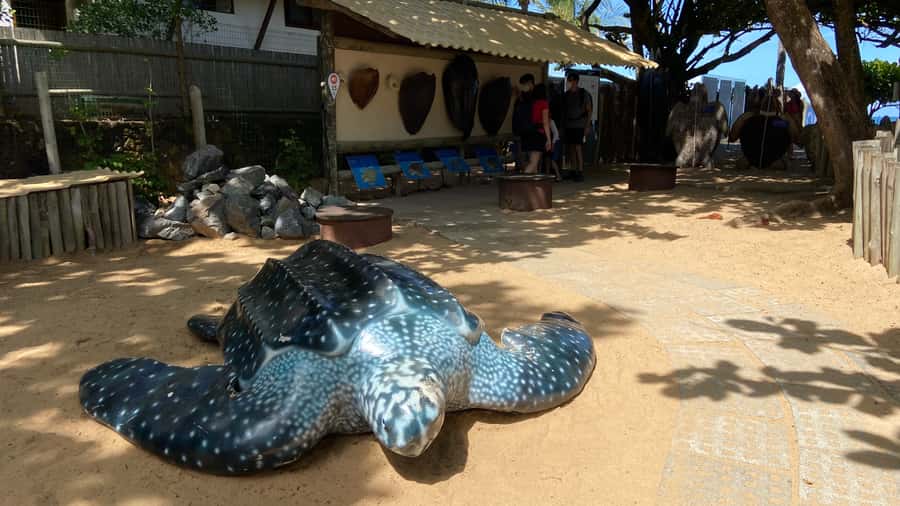 From Salvador: Praia do Forte & Guarajuba Beach Daytrip - Group Size and Timing: How 8 Hours Feels in Real Life