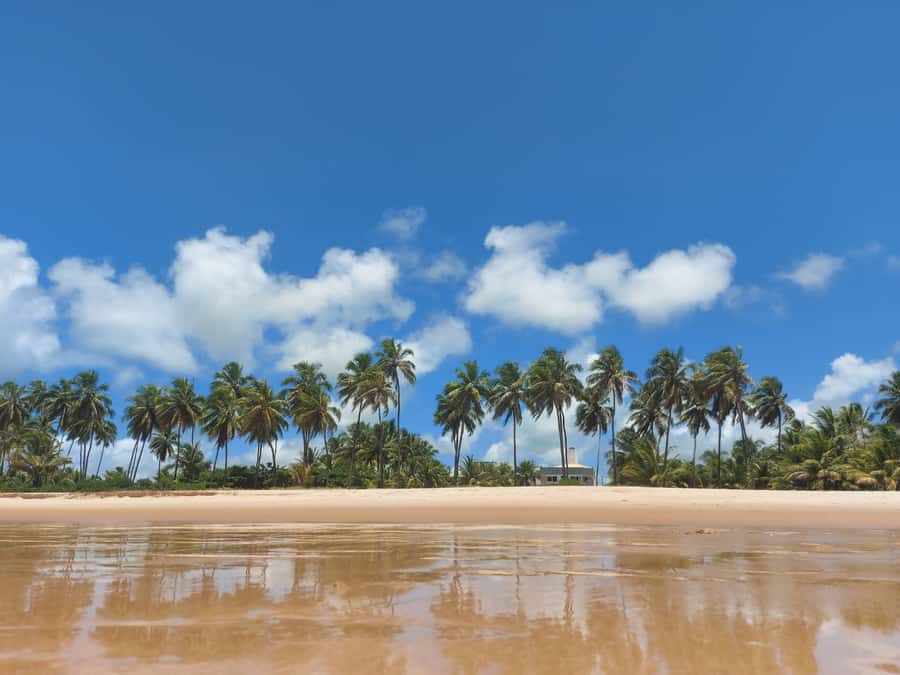 From Salvador: Praia do Forte & Guarajuba Beach Daytrip - Price and Value: Is $160 Per Person Fair?
