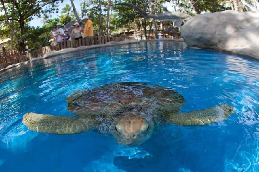 From Salvador: Tour to Praia do Forte and Guarajuba - Swimming, Snorkeling, and Wildlife Viewing, Without the Chaos