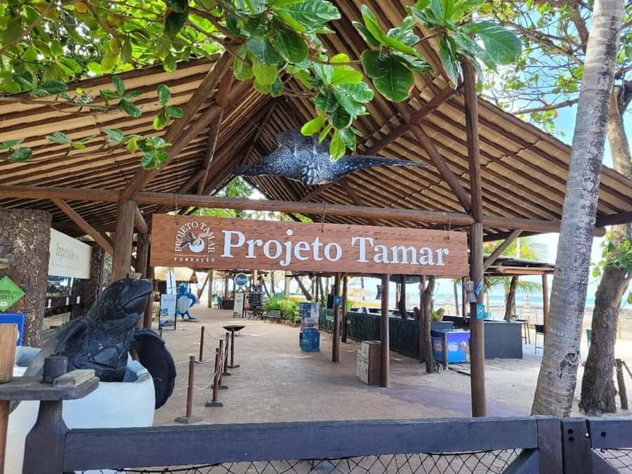 From Salvador: Tour to Praia do Forte and Guarajuba - Guarajuba and Its Natural Pools: Swim-Friendly Beach Time Plus Lunch Stops