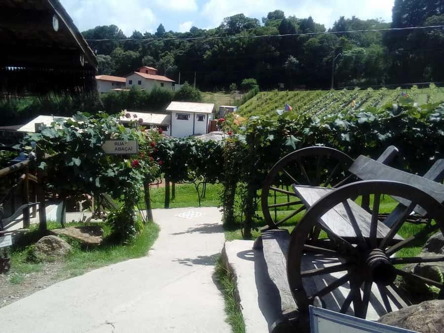 From São Paulo: São Roque Wineries Route and Tasting of Wine - Price and Value: Is $126 Worth It?