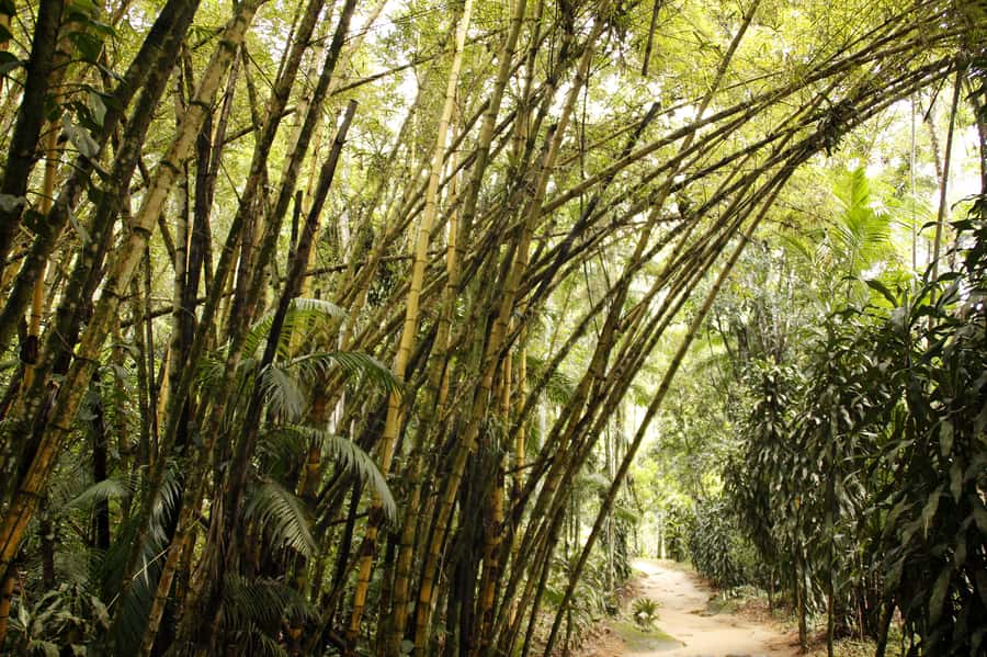 Full-Day Jungle Jeep Waterfall and Cachaça Distillery Tour - Key highlights worth getting excited about