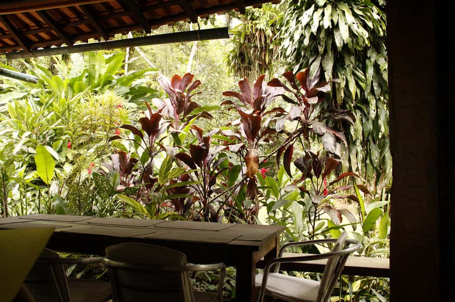 Full-Day Jungle Jeep Waterfall and Cachaça Distillery Tour - Should you book the Full-Day Jungle Jeep and Cachaça tour?