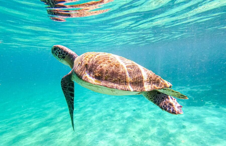 Full-Day Tour to Angra dos Reis and Ilha Grande - Lunch included at the Ilha Grande beach area