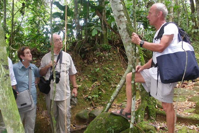 Gold Trail Atlantic Forest Walk - Why the Gold Trail Walk in Paraty Feels Different Than a Standard Hike