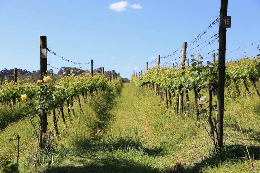 Gramado and Canela: Private Daytour from Porto Alegre - Quick tips for getting your ideal day (without surprises)