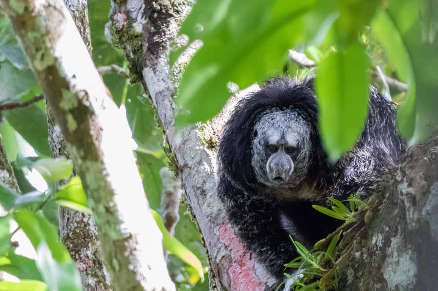 Grand Selva Tours 3 Day Jungle Expedition Ecuador all incl - Key highlights you should actually care about