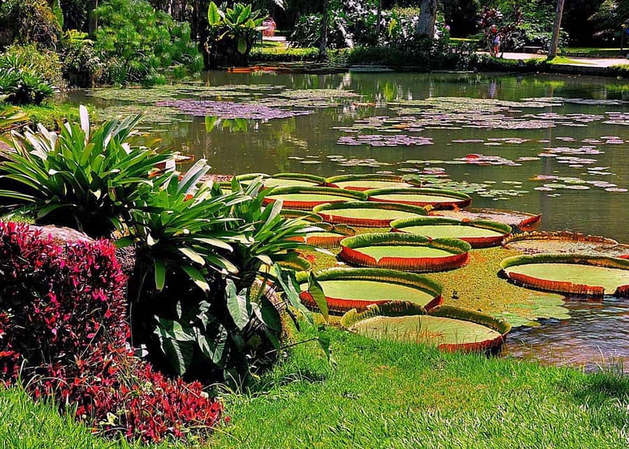 Green Rio: Guided Tour of Botanical Garden and Lage Park - What to bring, what to wear, and what to expect on the ground