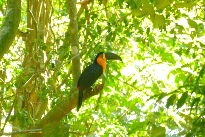 Hiking to Christ the Redeemer A Journey to Rio's Iconic Landmark - Cachoeira do Horto: the waterfall pause that helps your body