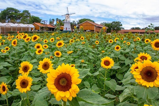 Holambra - The City of Flowers - A half-day of Dutch Brazil in Holambra