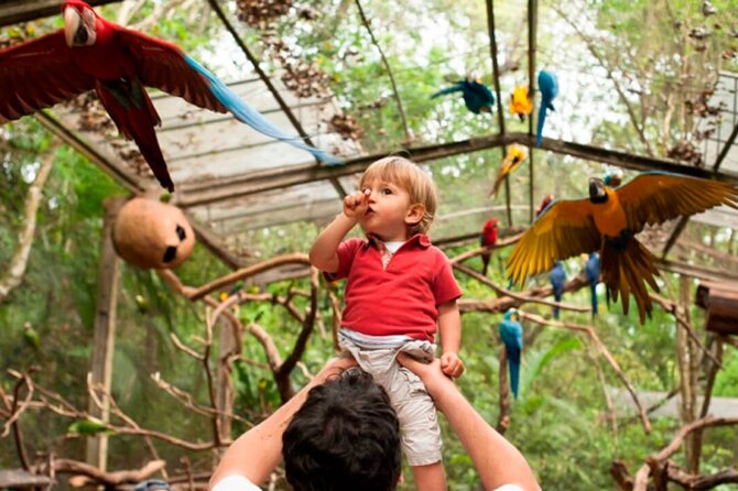 Iguaçu Bird and Waterfall Park - Parque das Aves in the afternoon: what to expect from the bird park