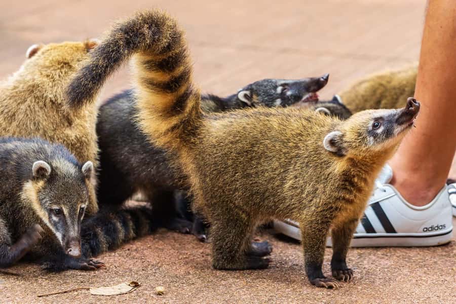 Iguassu Falls: Guided Tour & Macuco Safari on Pontoon Boats - Macuco Safari: forest spotting before the pontoon boat